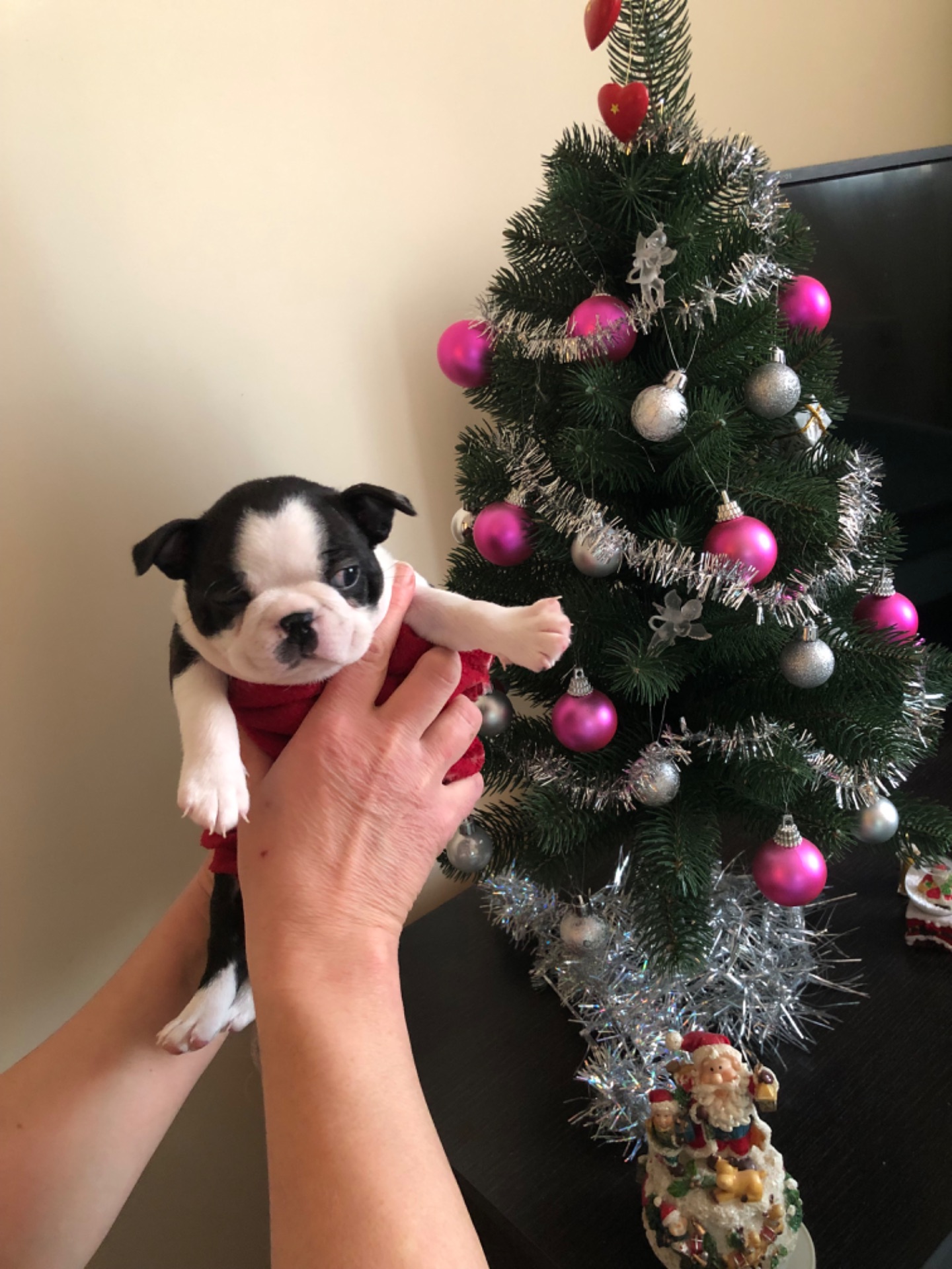 Цуценята Бостон терʼєра