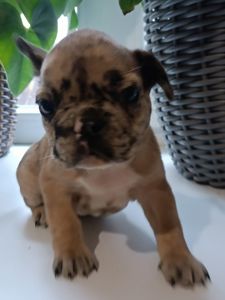 Цуценятка Французький Бульдог