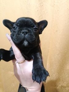 Цуценятка Французький Бульдог