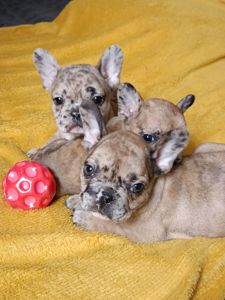 Цуценятка Французький Бульдог