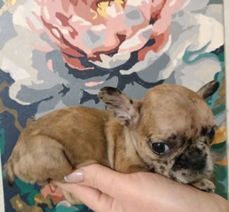 Цуценятка Французький Бульдог