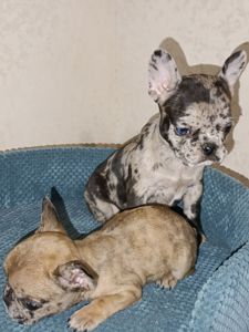 Цуценятка Французький Бульдог