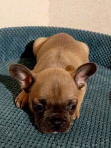 Цуценятка Французький Бульдог