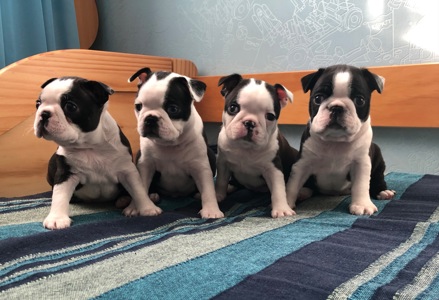 Цуценята Бостон терʼєра