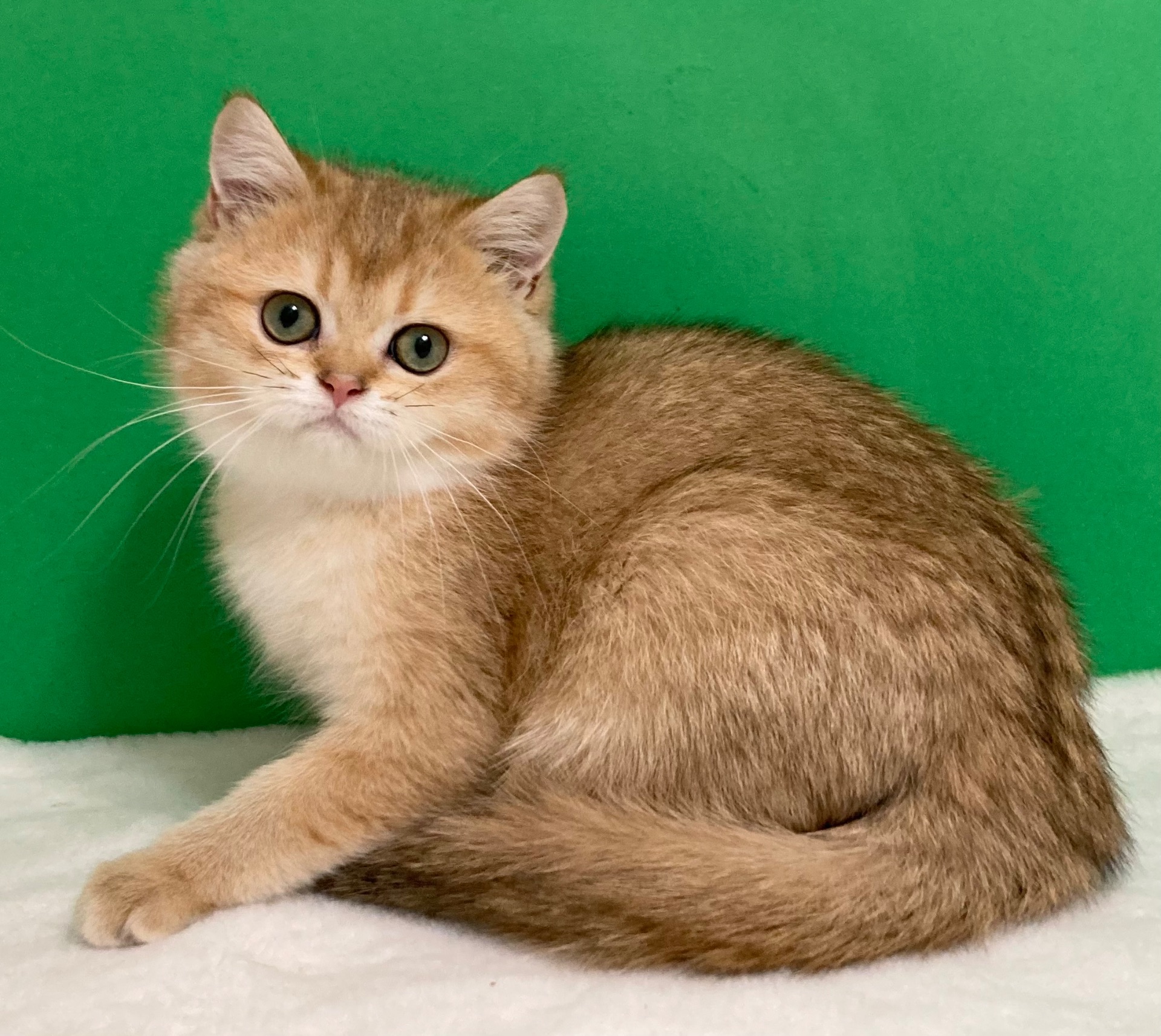 Дівчатка на вибір