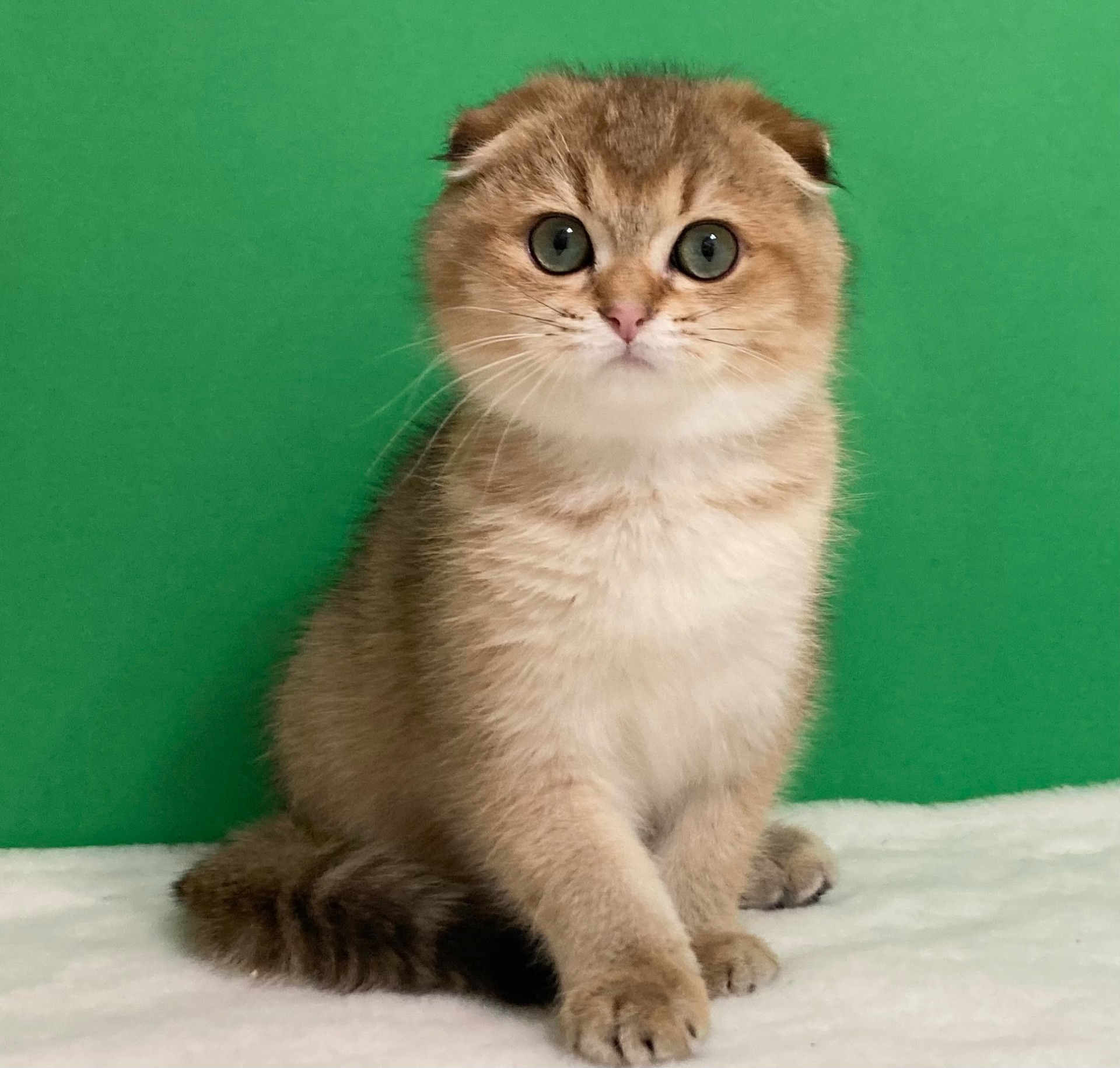 Дівчатка на вибір