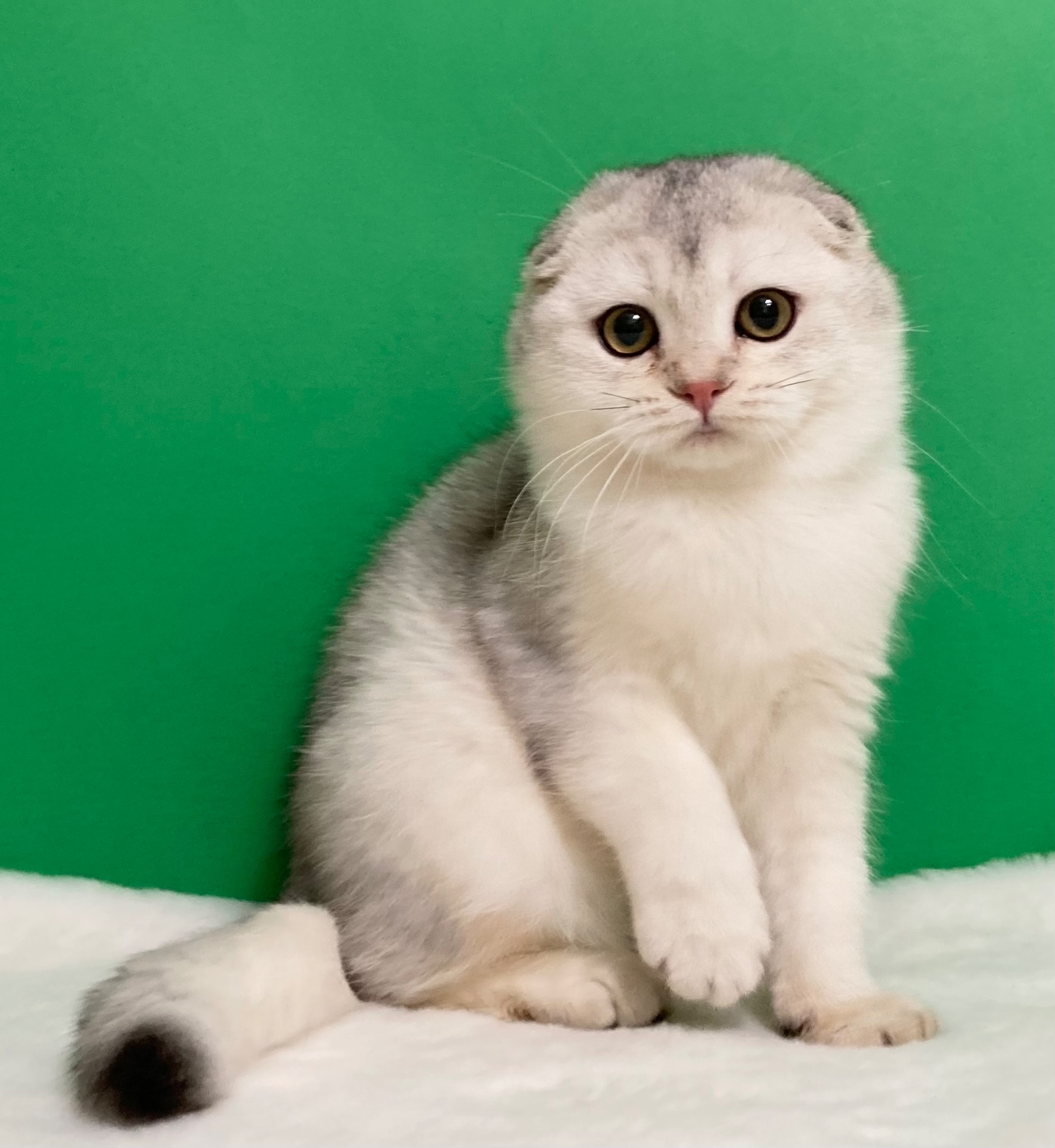 Дівчатка на вибір