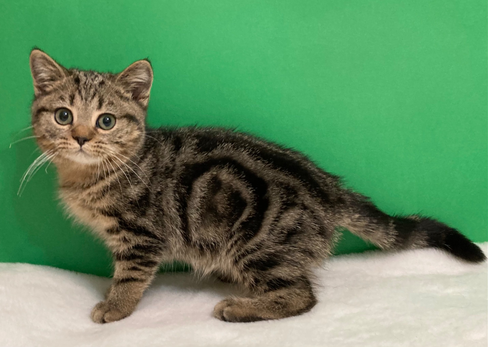 Дівчатка на вибір