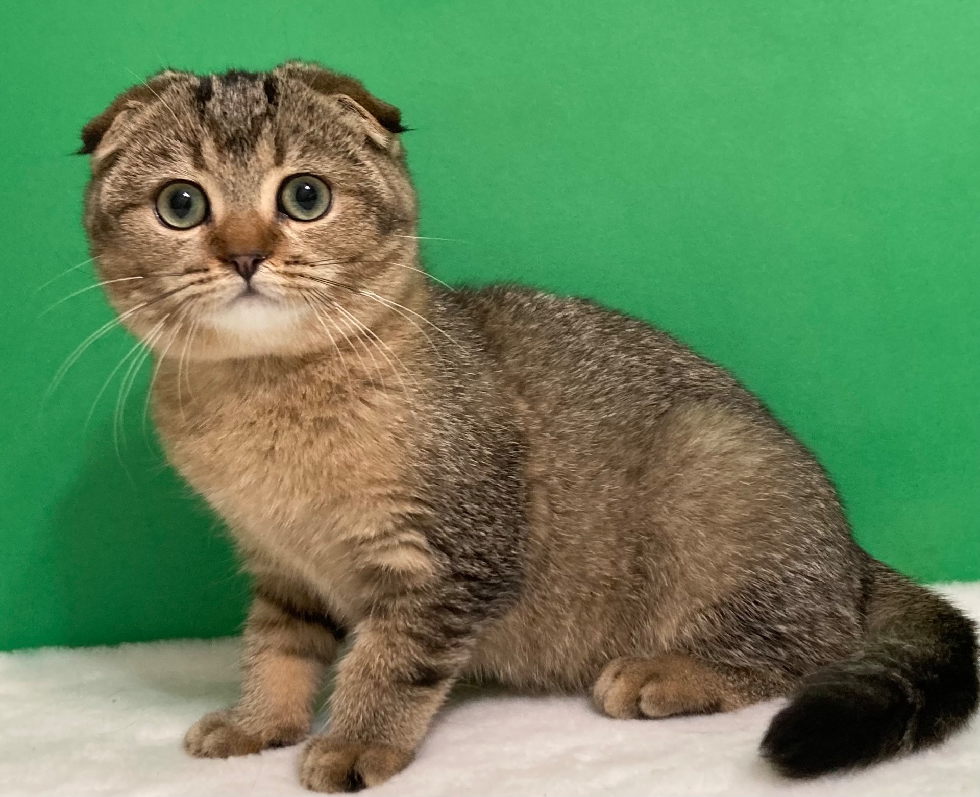 Дівчатка на вибір