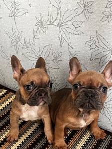 Булочки шукають дім