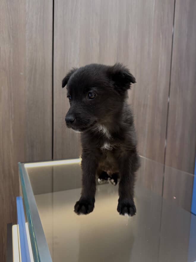 Цуценятко знайшли на дорозі