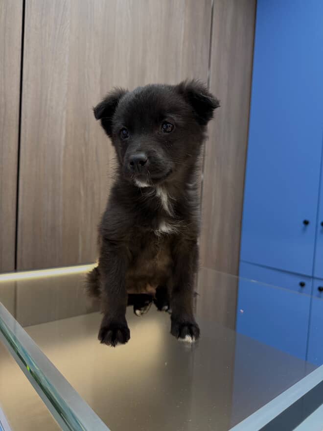 Цуценятко знайшли на дорозі