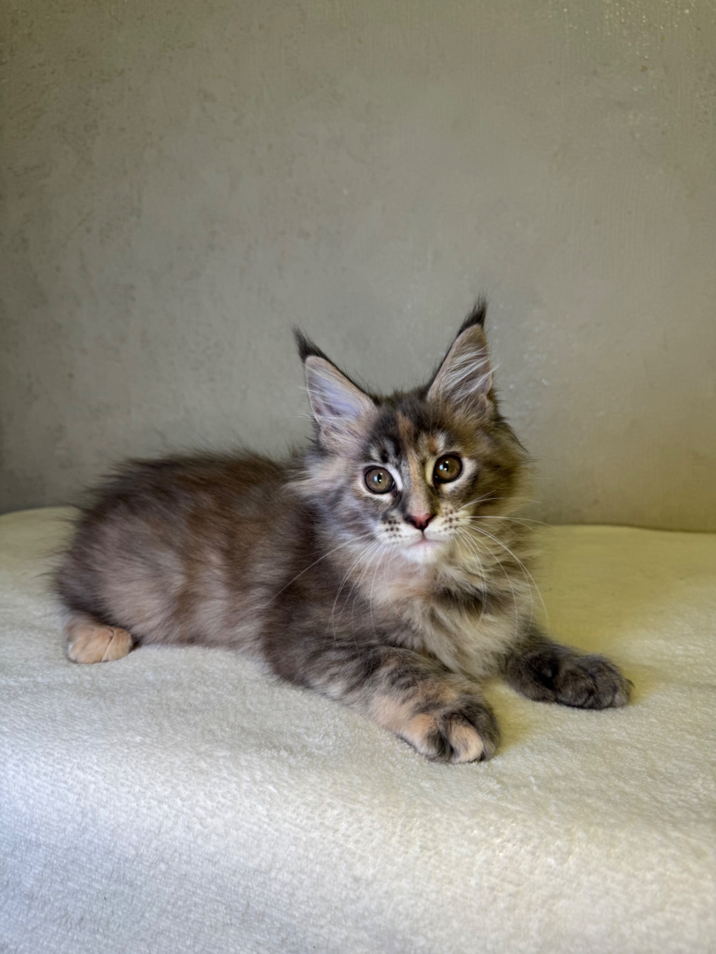 Дівчинка черепашка полідакт