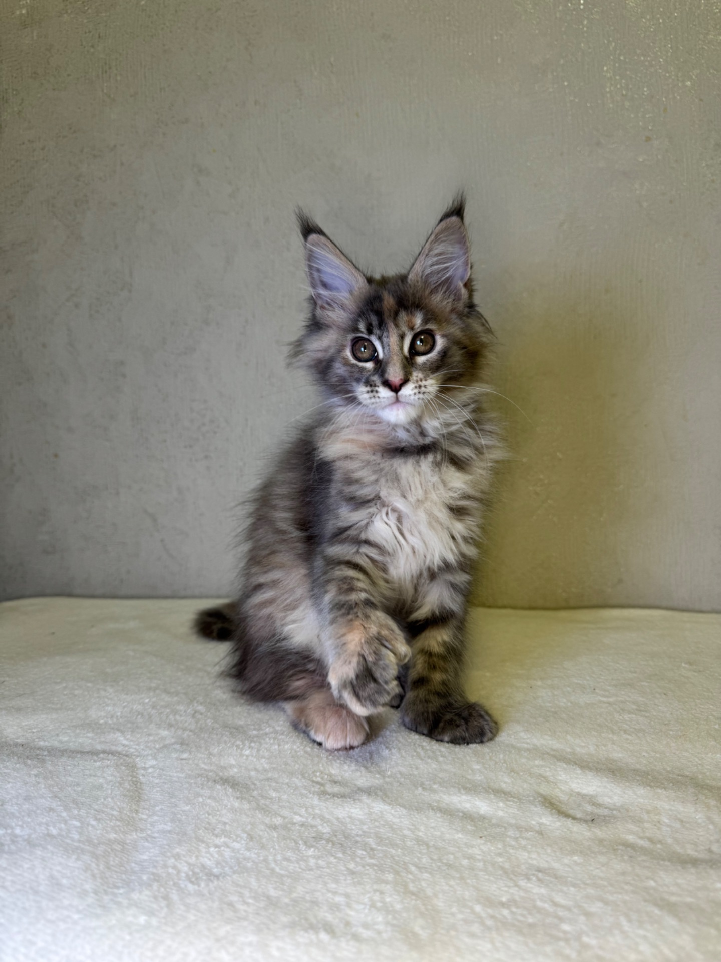 Дівчинка черепашка полідакт