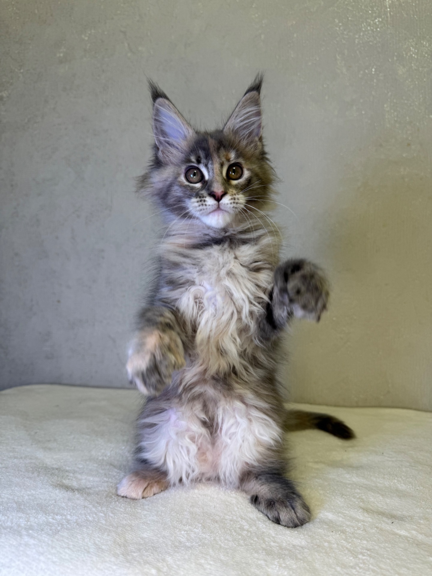 Дівчинка черепашка полідакт