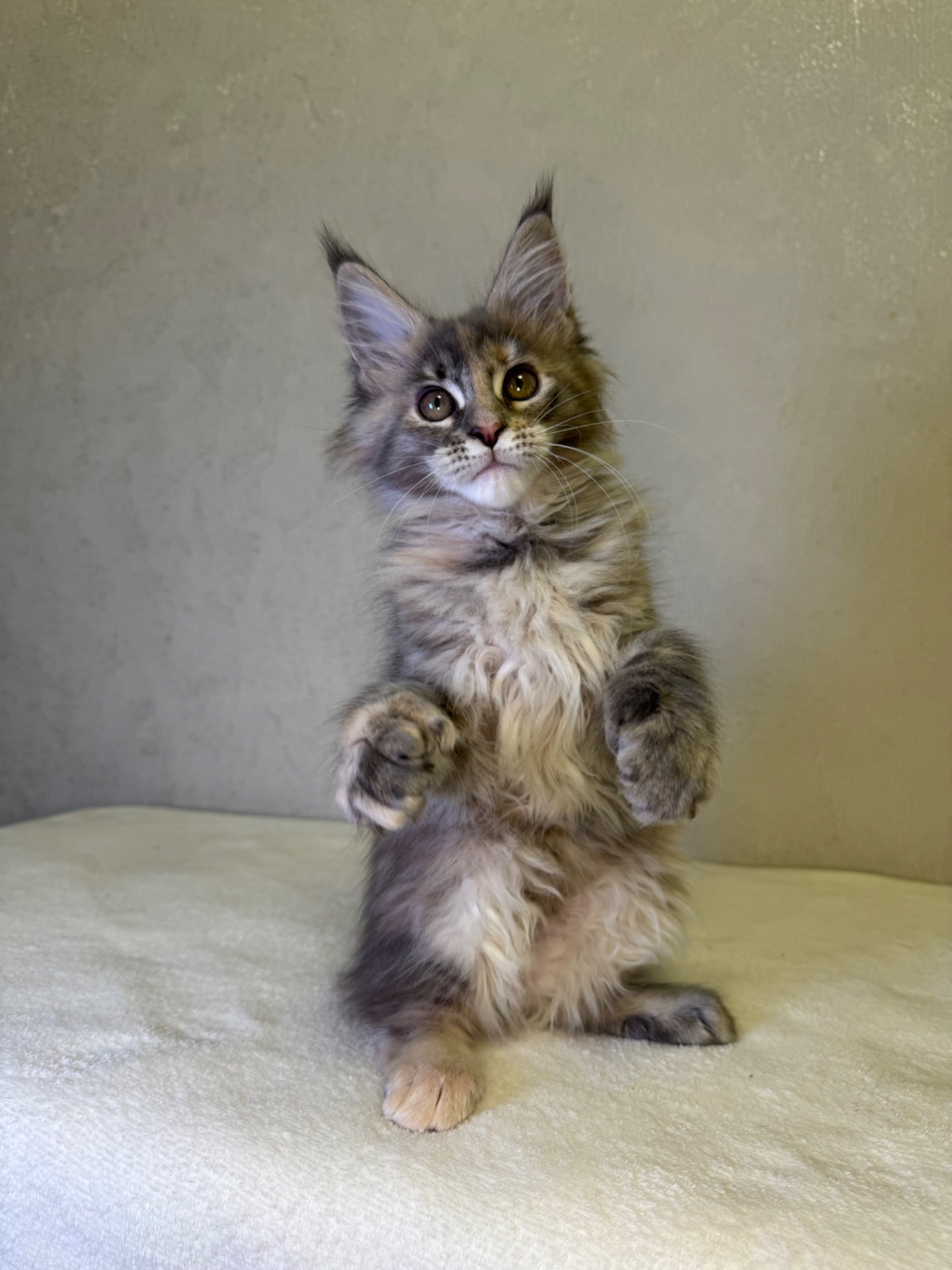 Дівчинка черепашка полідакт