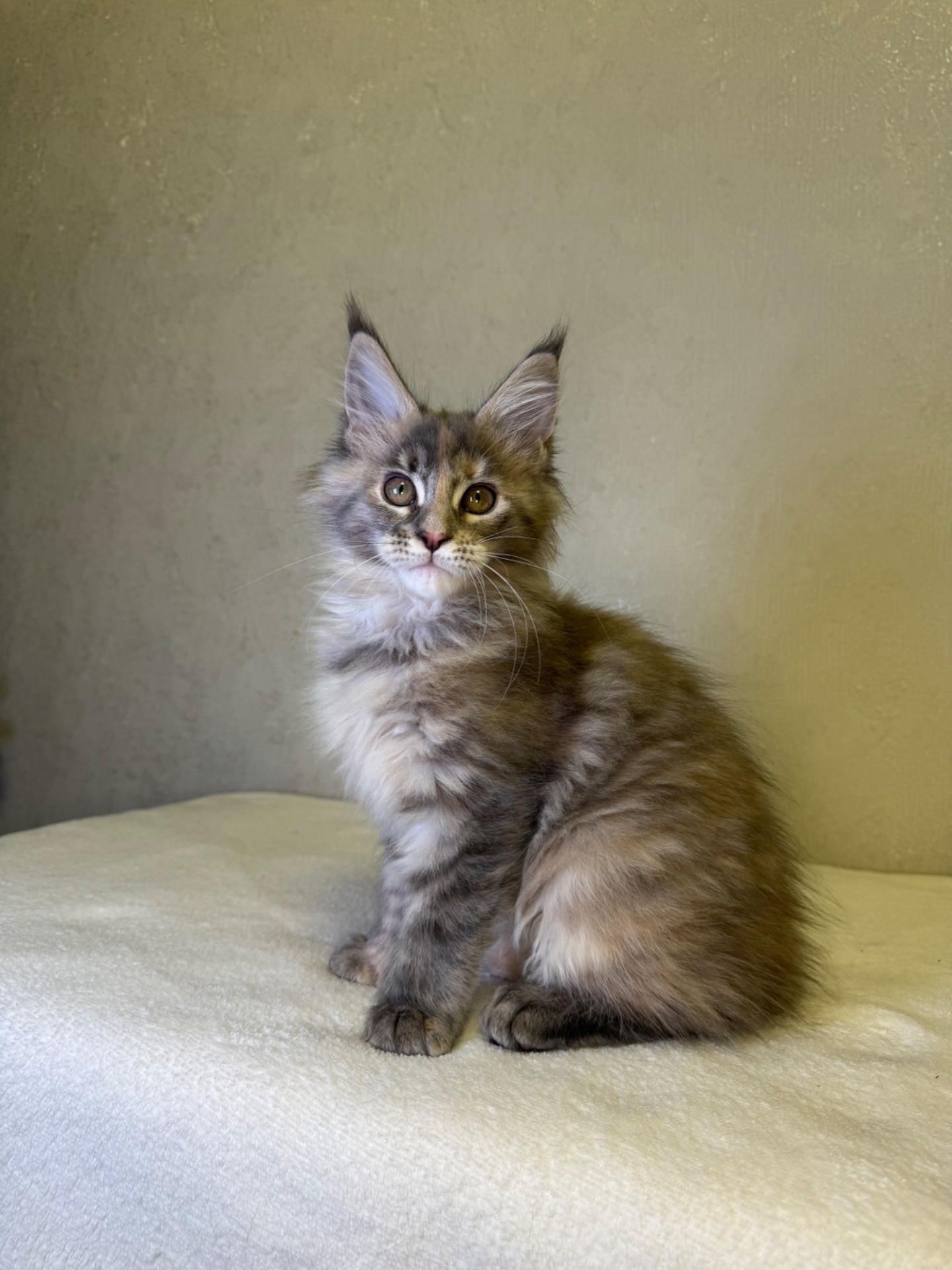 Дівчинка черепашка полідакт