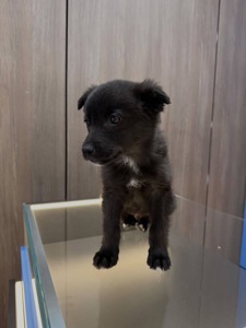 Цуценятко знайшли на дорозі