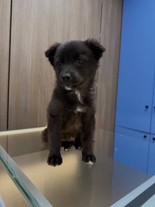 Цуценятко знайшли на дорозі