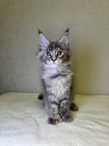 Дівчинка черепашка полідакт