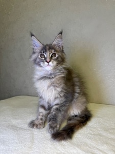 Дівчинка черепашка полідакт