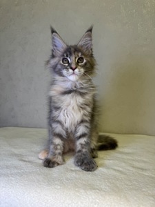 Дівчинка черепашка полідакт