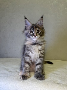 Дівчинка черепашка полідакт