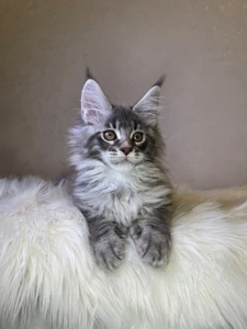 Хлопчик полідакт