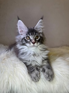 Хлопчик полідакт