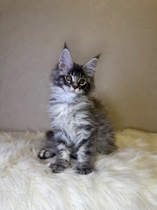 Хлопчик полідакт