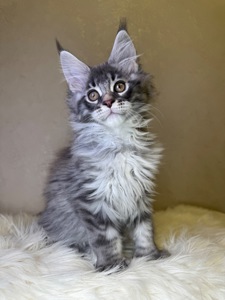 Хлопчик полідакт