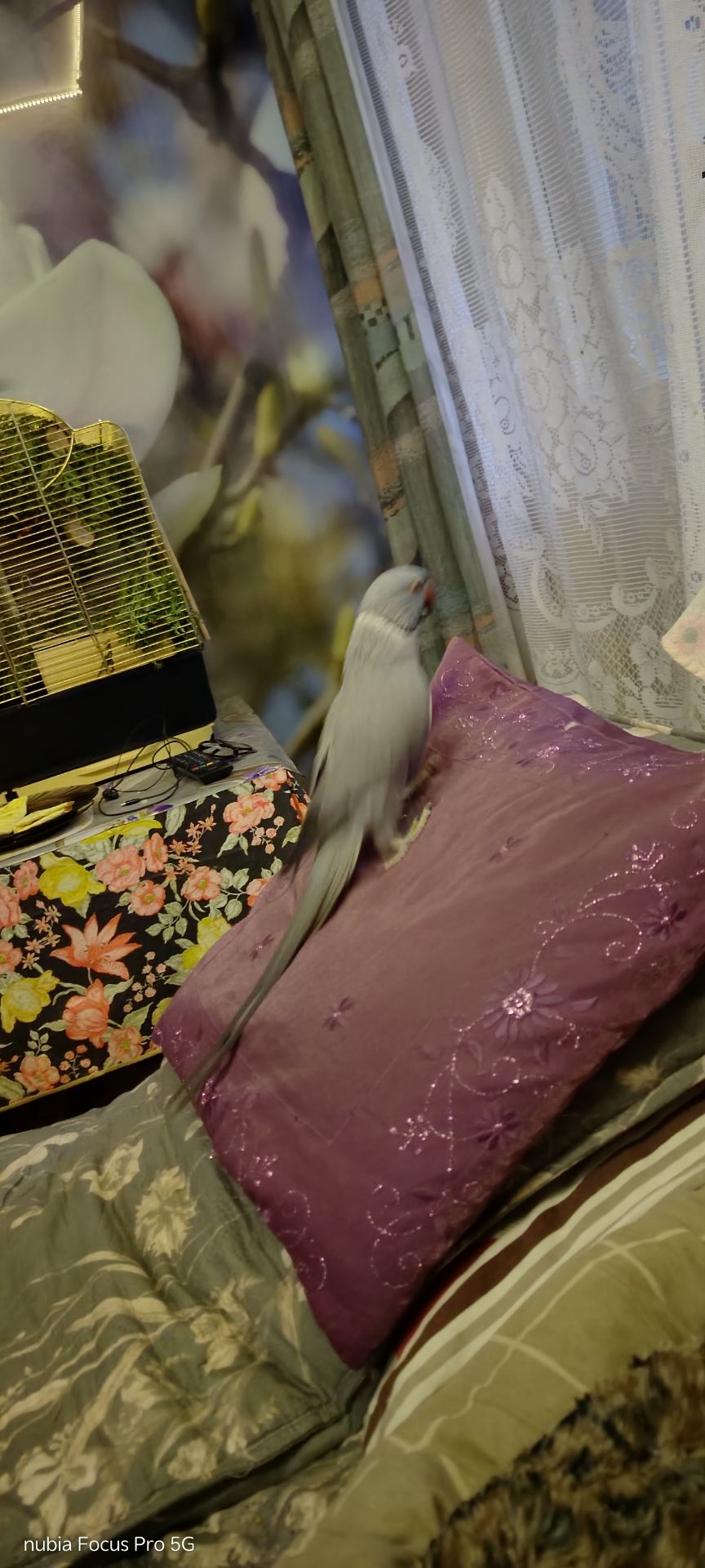 ПАРА Ожерелок