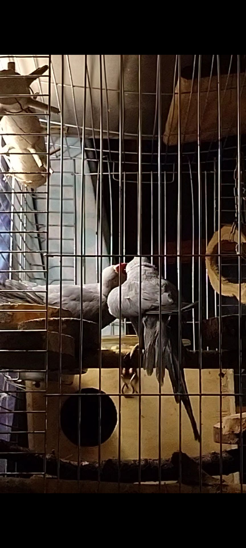 ПАРА Ожерелок