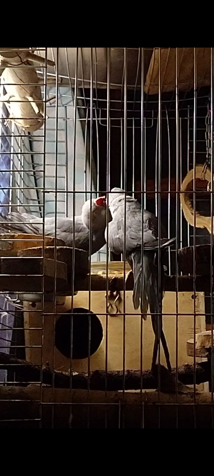 ПАРА Ожерелок