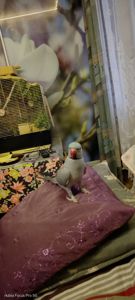 ПАРА Ожерелок