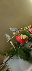 ПАРА Ожерелок