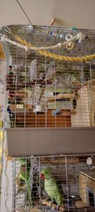 ПАРА Ожерелок