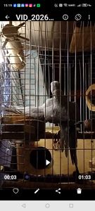 ПАРА Ожерелок