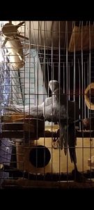 ПАРА Ожерелок