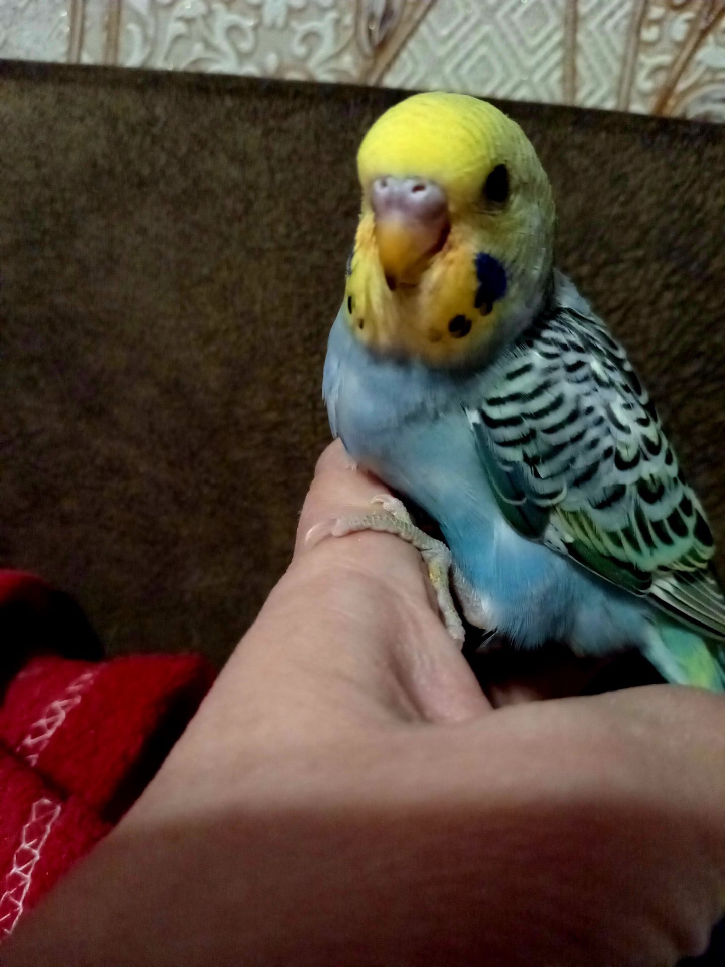 Хвилястий папуга