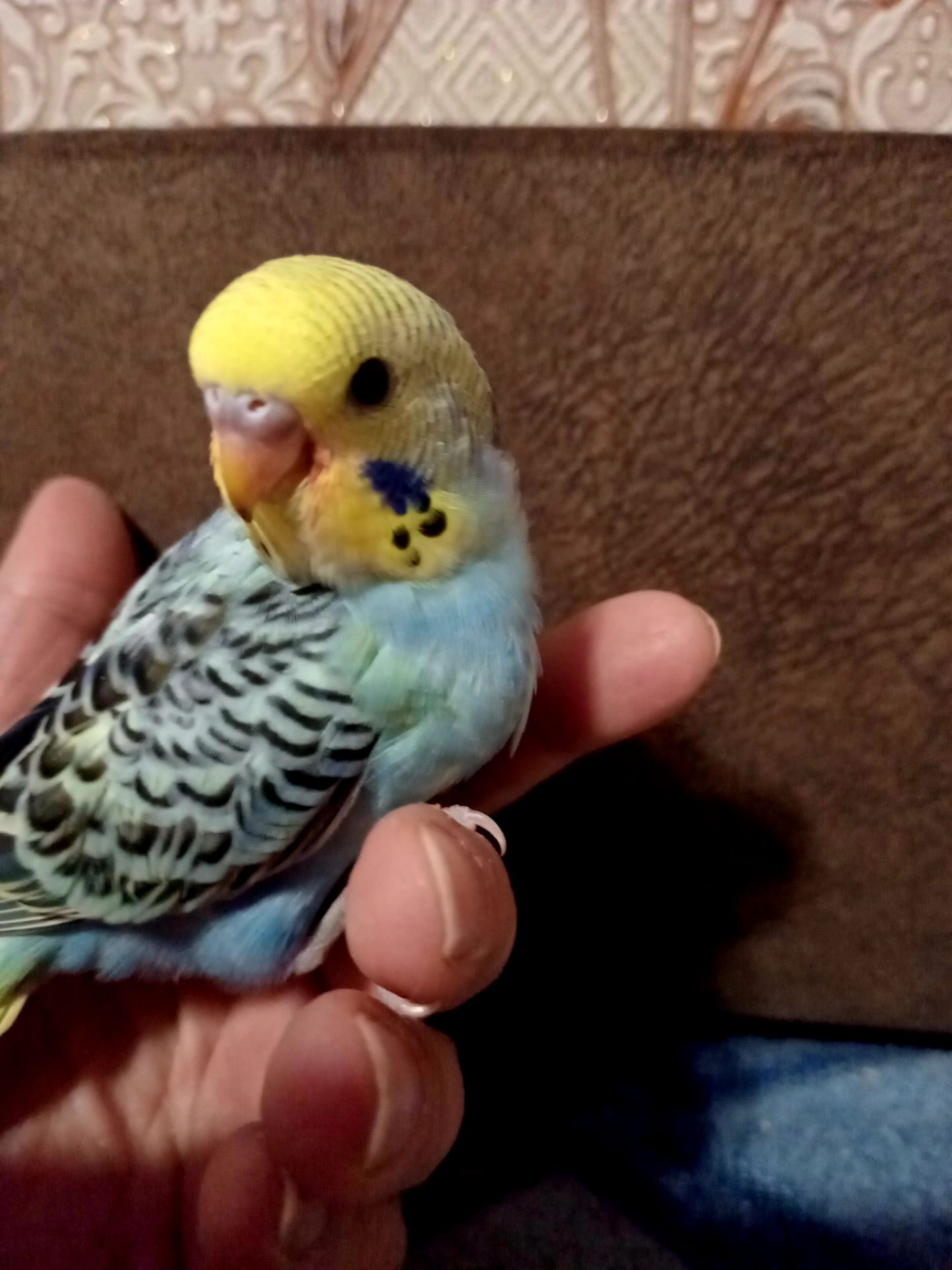 Хвилястий папуга