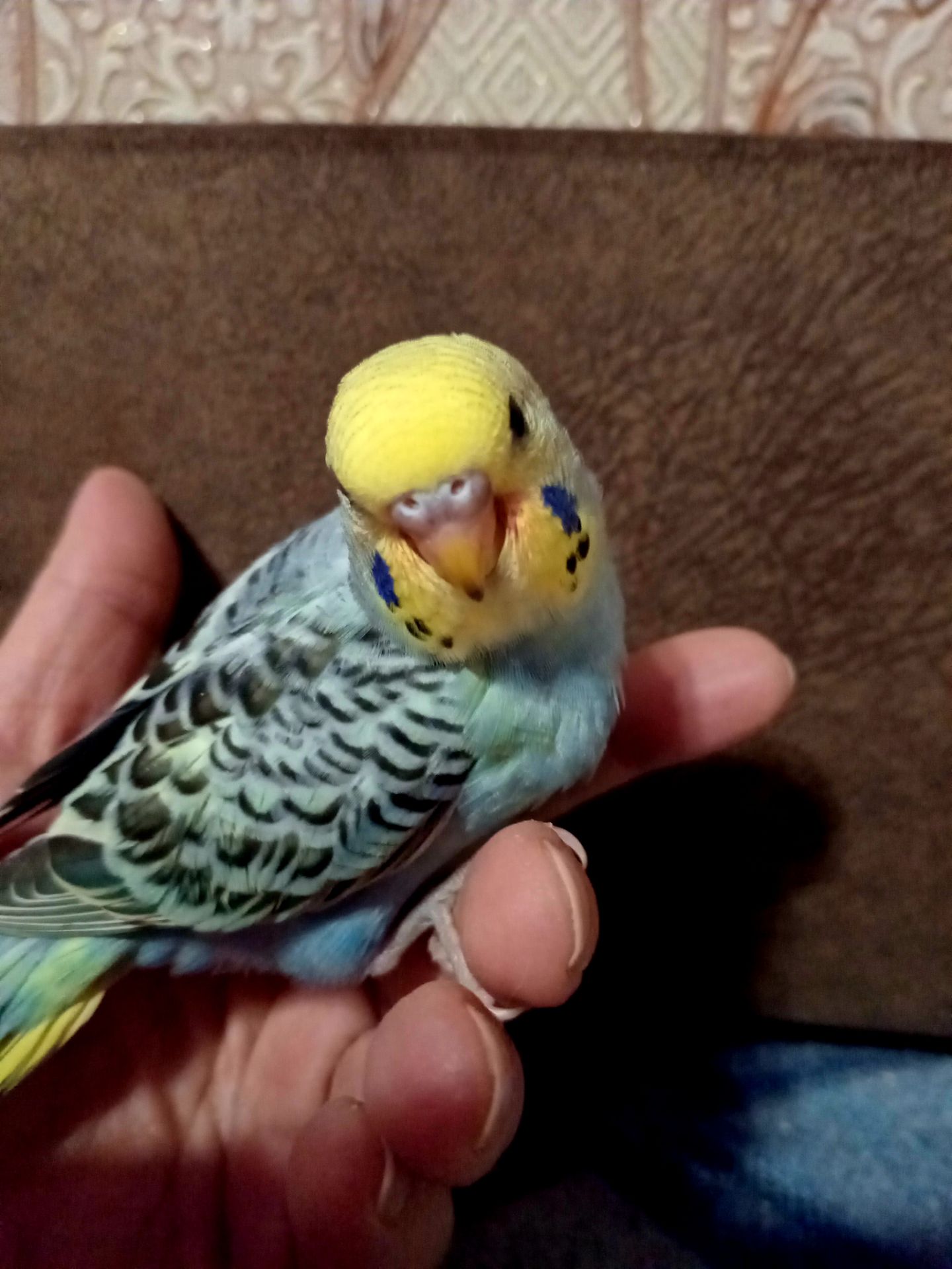 Хвилястий папуга