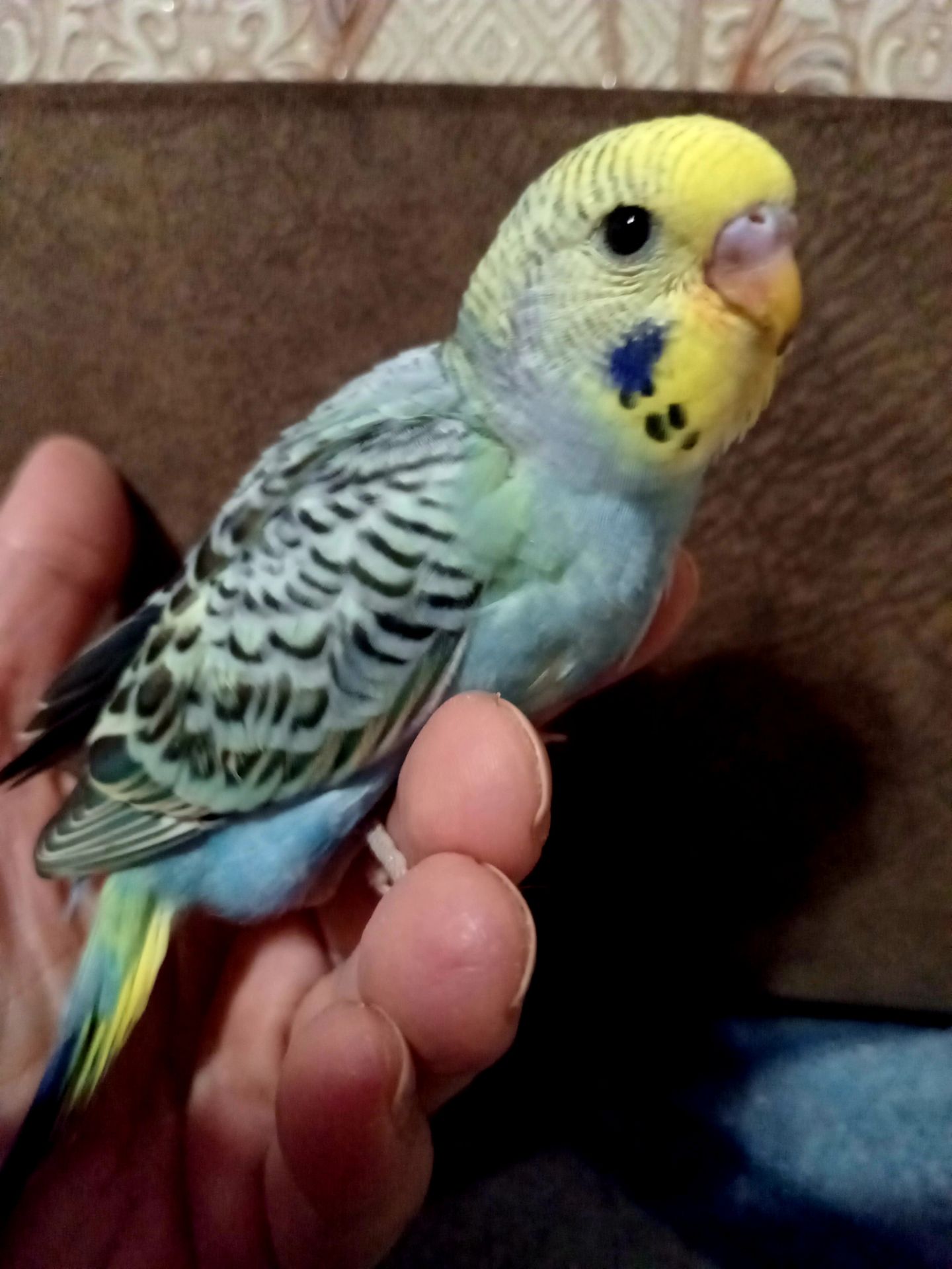 Хвилястий папуга