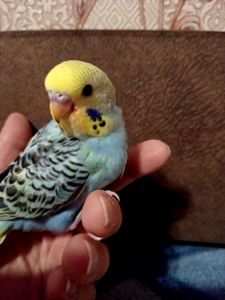 Хвилястий папуга