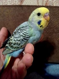 Хвилястий папуга