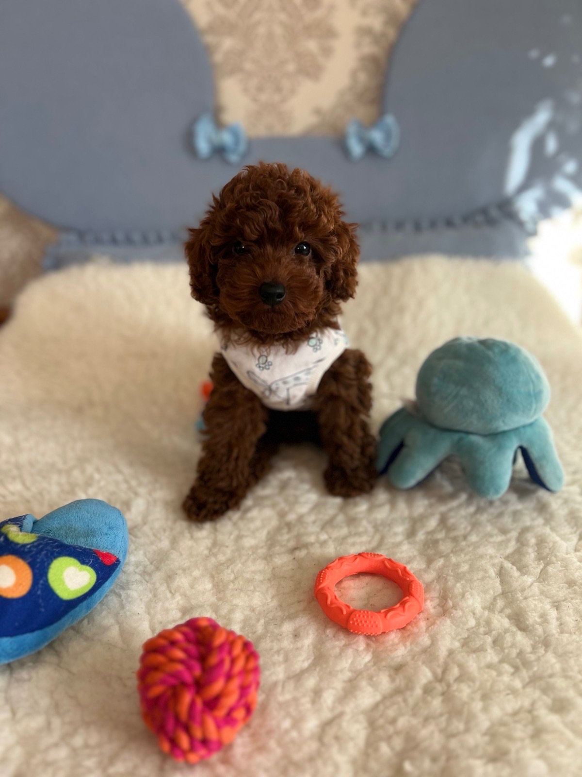 Продам той пуделя ред Браун