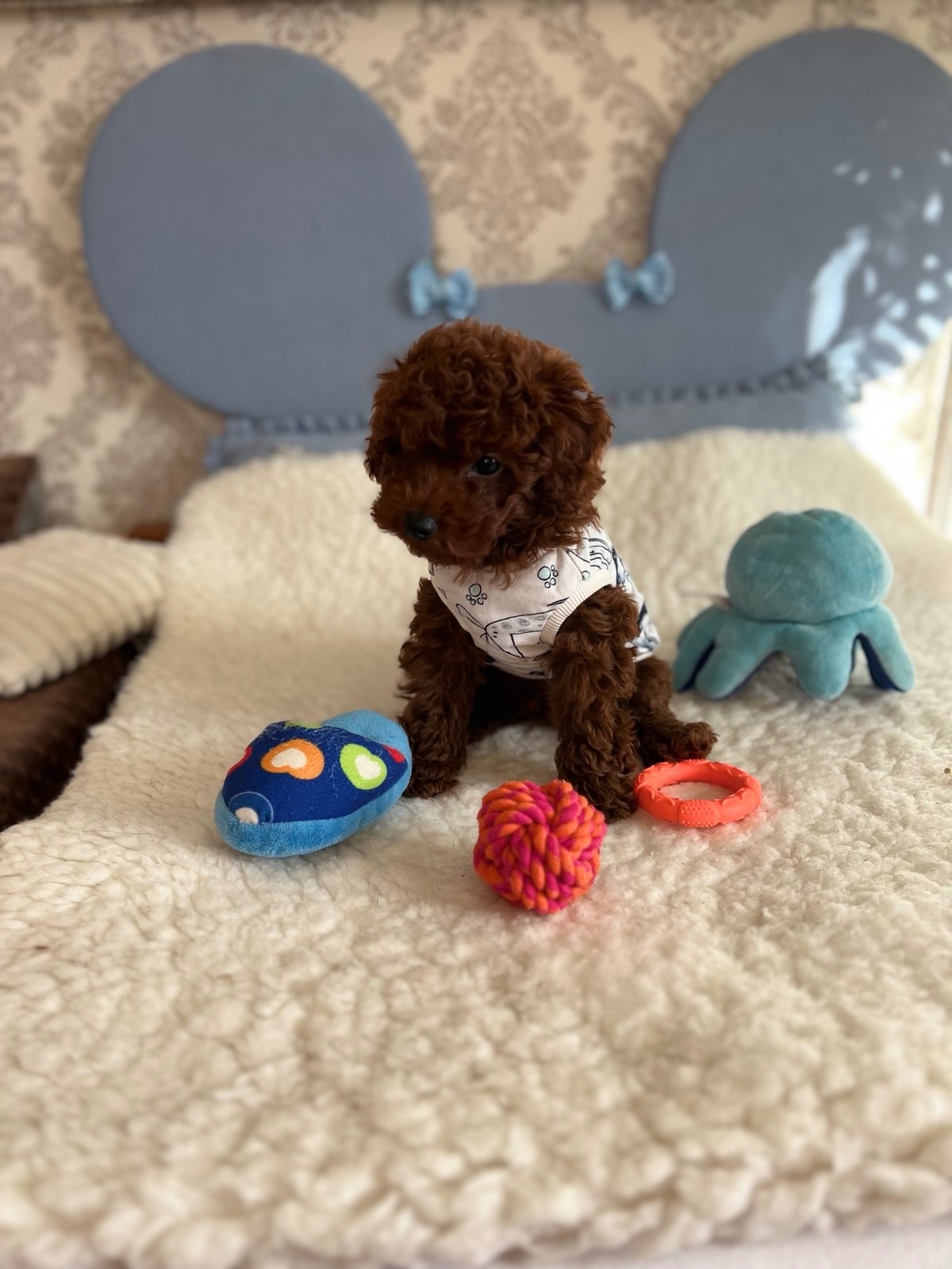 Продам той пуделя ред Браун