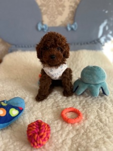 Продам той пуделя ред Браун