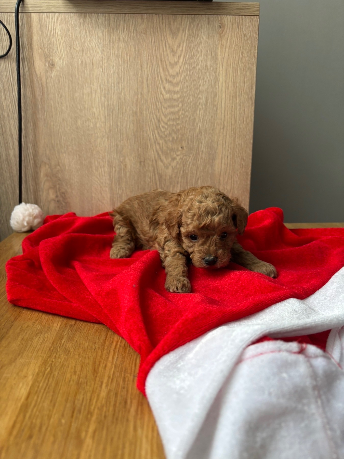 Щенки той пуделя