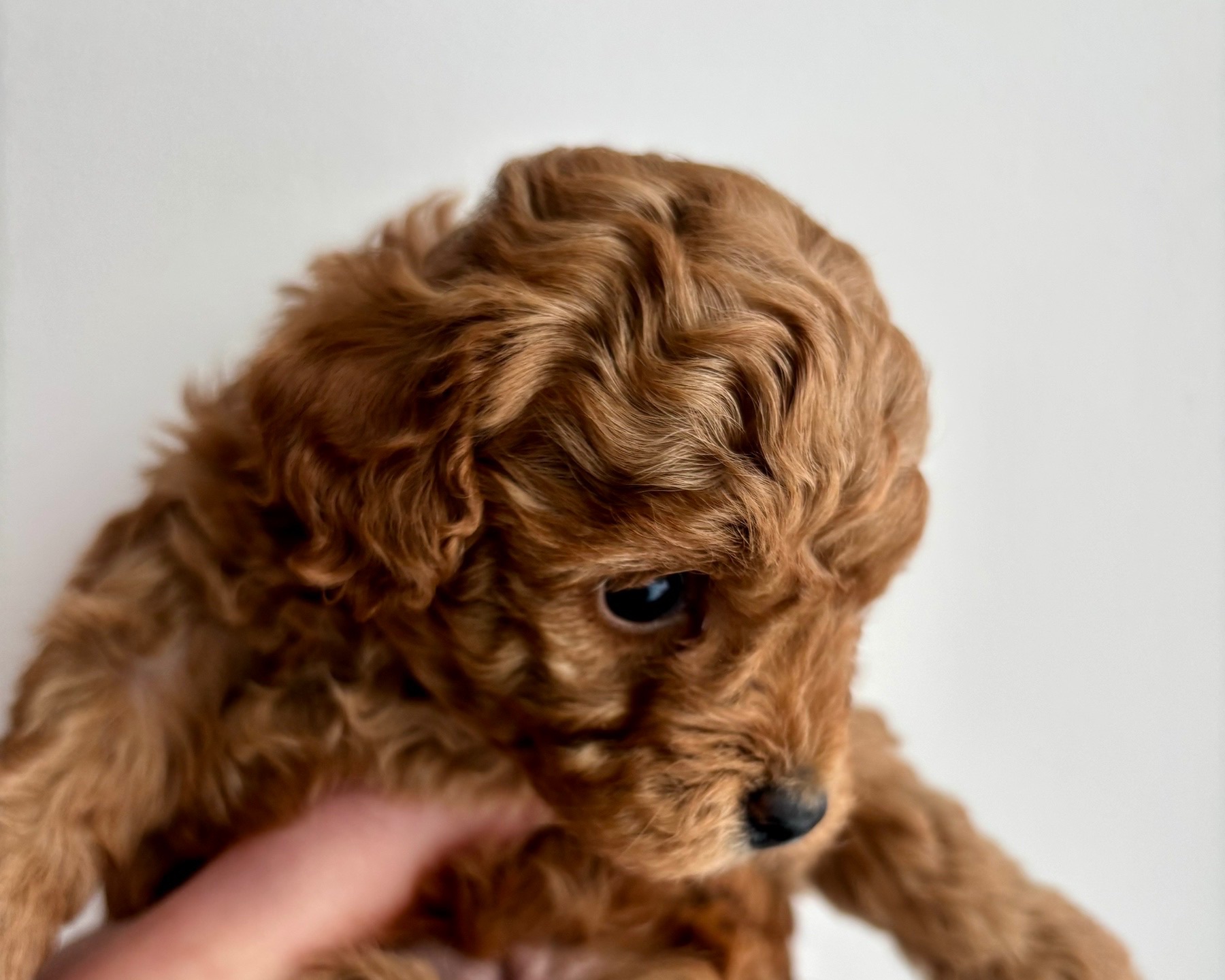 Щенки той пуделя